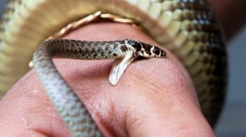 На Турківщині 21-річний чоловік потрапив до лікарні через укус змії