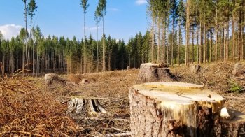 Суд стягнув на користь сільради на Львівщині понад 1 млн грн за вирубку лісу