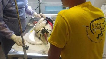 На Львівщині невідомі підстрелили лелеку