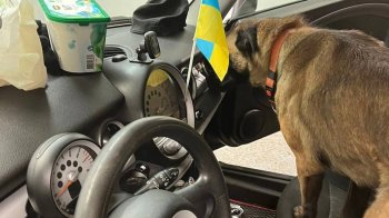 Службова вівчарка львівських митників Джордана виявила 1,5 кг кокаїну на пункті пропуску