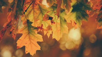 Дощі припиняться, стане тепліше: погода на Львівщині 25 вересня