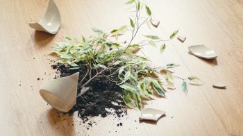 Суд оштрафував мешканку Львівщини за погром у селищній раді