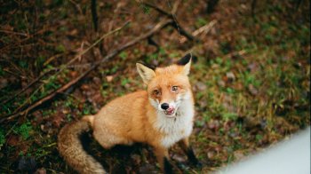 У Львові на Пасічній помітили лисицю, яка перебігала дорогу (відео)