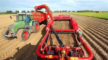 На Львівщині почалося збирання пізніх сільгоспкультур