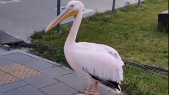 Пелікан у Львові на Хмельницького — як птах втік з притулку