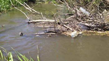 Тіло в річці Західний Буг