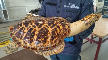 Через кордон на Львівщині 28-річний українець хотів провезти опудало рідкісної черепахи