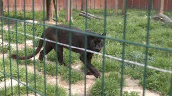 У зоопарку на Львівщині мешкає евакуйована пума