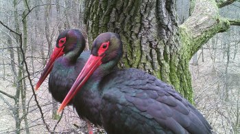 На Львівщині спостерігають за чорними лелеками: орнітологи встановлюють фотопастки