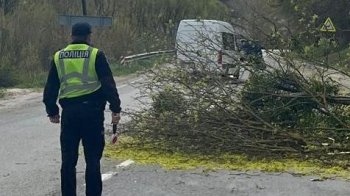 Через падіння дерева на вантажівку госпіталізували 46-річного мешканця Львівщини