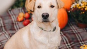 На Львівщині понад 70 домашніх улюбленців чекають на прилаштування