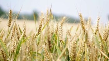 З Луганської області до росії вивезли 200 тисяч тонн зерна З Луганської області до росії вивезли 200 тисяч тонн зерна