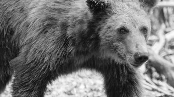 На Львівщині у притулку “Домажир” через пухлину помер ведмідь