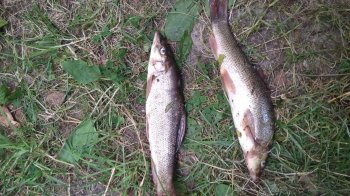 Марена звичайна