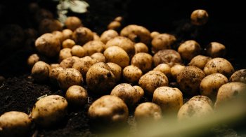 На полях Львівщини тестували новий сорт картоплі «Наполеон»