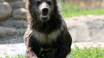 Ведмежий притулок «Домажир» поблизу Львова відкриє новий туристичний сезон: названо дату