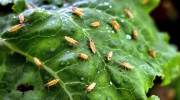 На Львівщині спалили майже 300 кг листового буряка через карантинного шкідника