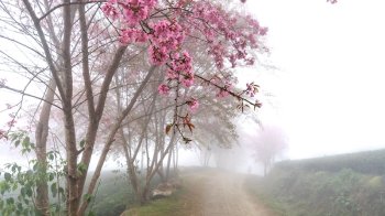 Вночі прогнозують заморозки: якою буде погода на Львівщині 10 травня