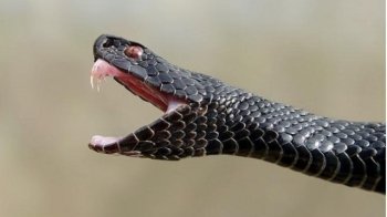 Змії атакують: близько 10 дітей пролікували в Західноукраїнському дитячому медцентрі від укусів плазунів