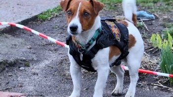 До Львова завітає легендарний собака-сапер Патрон