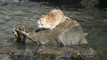 На Львівщині від лептоспірозу помер 69-річний чоловік