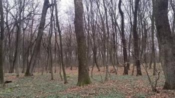 На Львівщині створять перше з часів незалежності заповідне дубове урочище