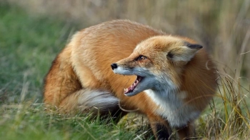 У громаді на Львівщині ввели карантин через випадок сказу в лисиці