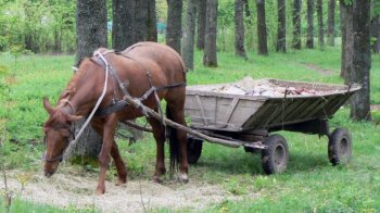 На Львівщині 76-річний водій загинув через падіння з воза