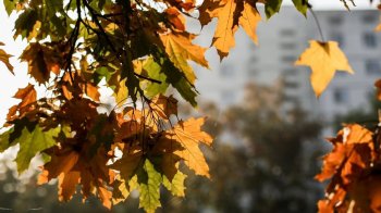 Синоптики розповіли про погоду на вихідних у Львові та області