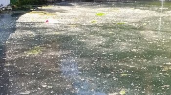 Риби плавають у мулі: львів’яни поскаржилися на забруднений ставок у Парку культури (фото)