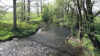 У річці на Франківщині у 26 разів перевищена концентрація нафтопродуктів: причини