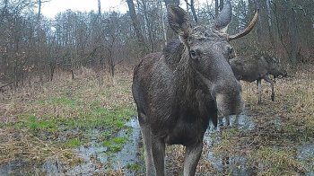 Червонокнижний лось