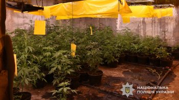 Правоохоронці викрили групу наркоторговців за розповсюдження канабісу у Львові