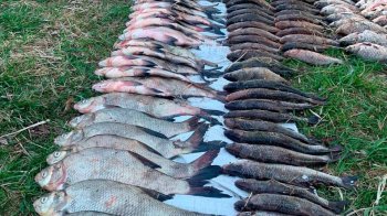 Браконьєрство на Черкащині