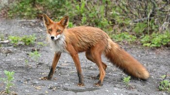 Через значну кількість лисиць на півночі Львівщини хочуть почати їх відстріл