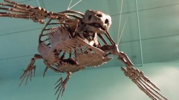 Була розміром з автомобіль: в Іспанії вчені знайшли рештки стародавньої черепахи