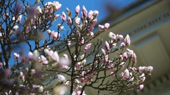 Дім Франка кличе на фотосесії: тут розцвіла магнолія