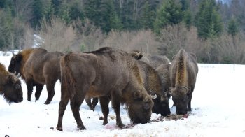 Олені, зубри, козулі і кабани: на Львівщині побільшало диких тварин