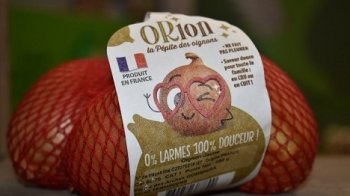 Тепер жодних сліз: у Франції вивели новий сорт цибулі без запаху