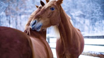 Львівський “Каретний двір” збирає гроші на щеплення для коней