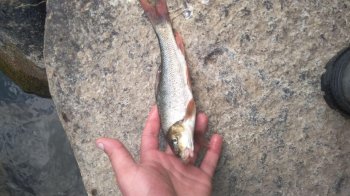 Марена звичайна