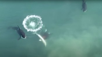 Вчені розкрили таємницю зникнення великих білих акул на узбережжі Південної Африки