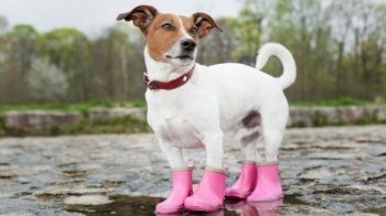 Якою буде погода у Львівській області у п‘ятницю