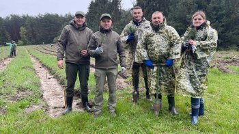 На Львівщині висадили першу кедрову плантацію