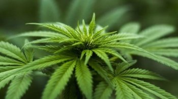 Мешканець Дрогобича заплатить 17 тис. штрафу за зірваний на вулиці канабіс