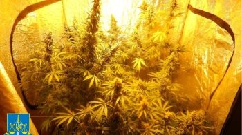 Облаштував вдома нарколабораторію: у Львові судитимуть чоловіка, який вирощував коноплю та канабіс