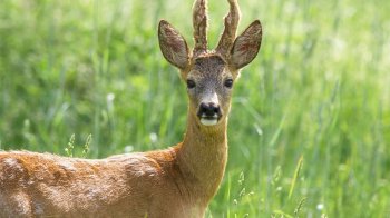 Львівські патрульні разом із водієм врятували поранену козулю