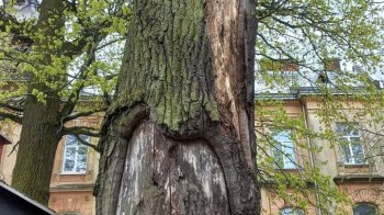 У Львові зріжуть дуб на перехресті Чупринки-Котляревського