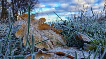 Синоптики обіцяють заморозки у найближчі дні
