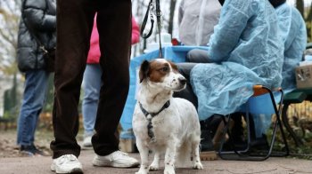 Львівʼян запрошують безплатно провакцинувати котів та собак від сказу